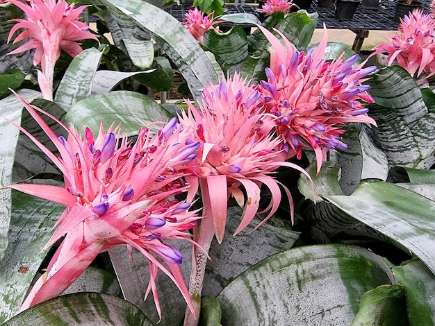 Różowa Aechmea fasciata w ogrodzie