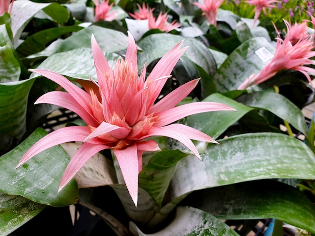 Różowa Aechmea fasciata w ogrodzie