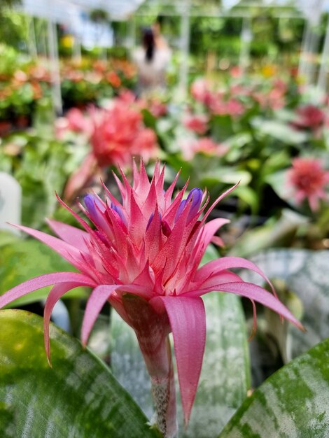 Różowa Aechmea fasciata w ogrodzie