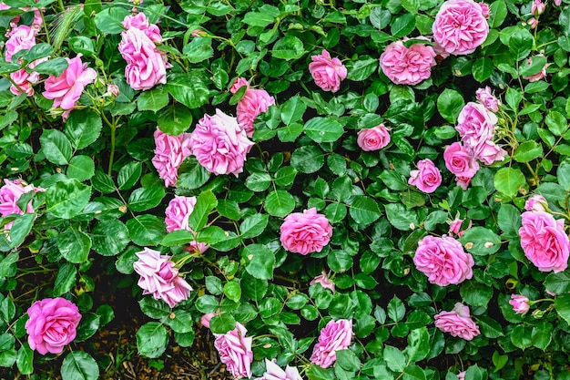 Różowa augusta luise róża na tle zielonych liści