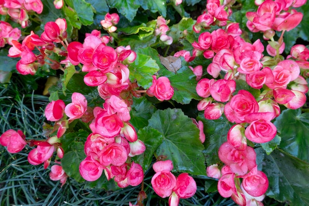 Różowa begonia winogronowa, Begonia reniformis