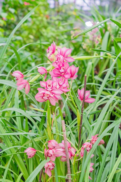 Różowa egzotyczna orchidea kwitnie w ogródzie botanicznym