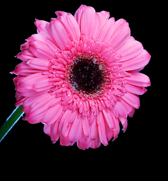 Różowa Gerber Daisy stojąca wysoka