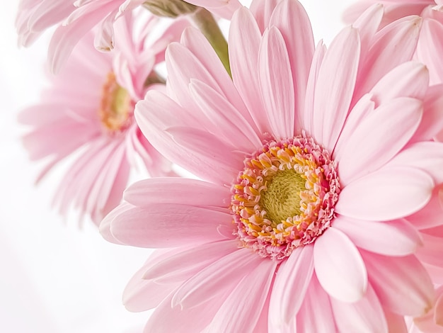 Różowa gerbera stokrotka kwiat wiosna natura