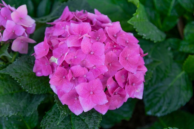 Różowa hortensja z bliska, francuska hortensja, lacecap, groszowe kwiaty mac