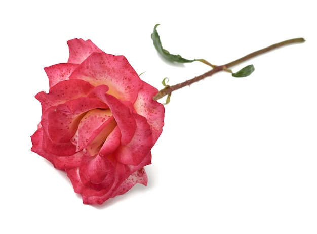Zdjęcie różowa kwitnąca róża na białym tle