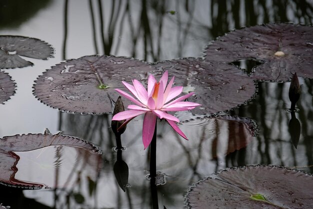 Zdjęcie różowa lilia, lotos na cichym naturalnym basenie, kwiat budha kontemplacji