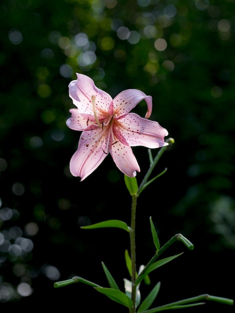 Różowa Lilia W Letnim Ogrodzie, Kwiat Lily Joop. Roślina Lilium - Odmiana Pink Perfection