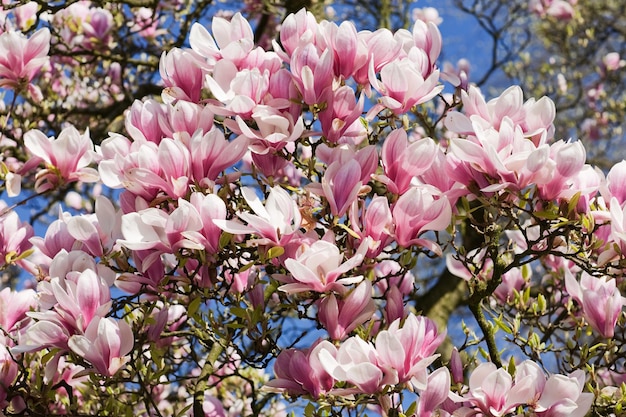 Różowa Magnolia Kwitnie W Kwietniu