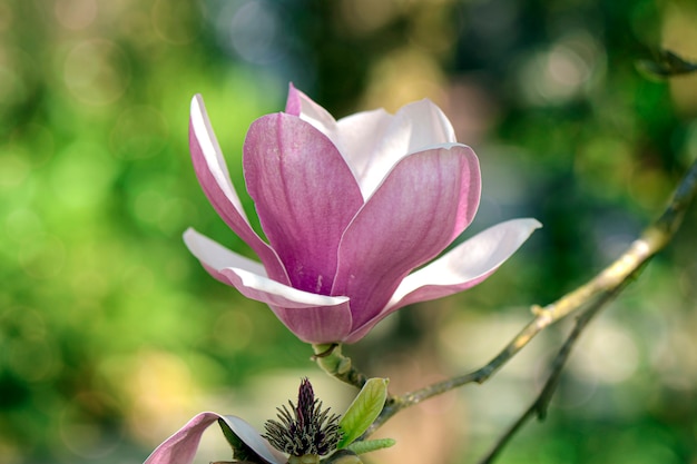 Różowa magnolia (Magnolia liliiflora.) Lub Tulipanowiec.