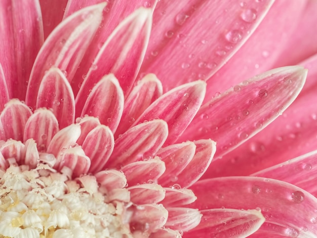 Zdjęcie różowa naturalna tekstura tła kwiatów z bliska