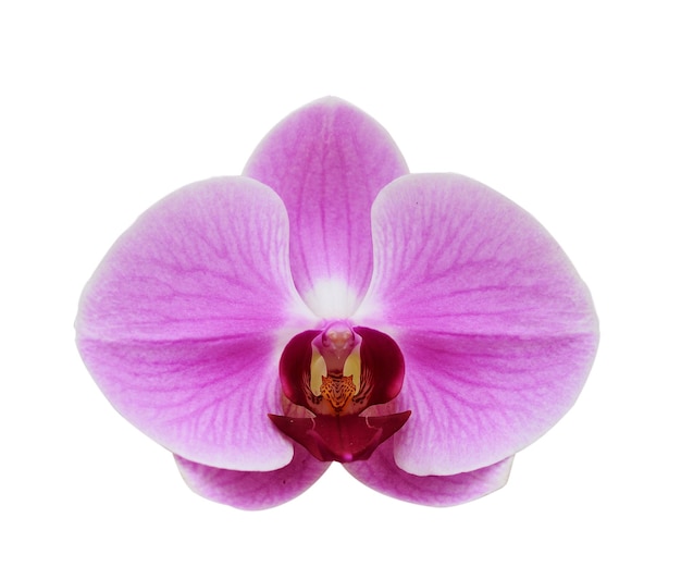 Różowa orchidea izolowana na białej