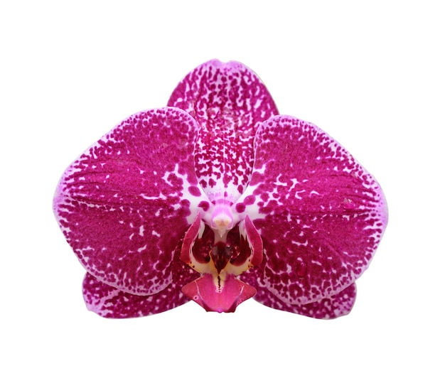 Różowa orchidea izolowana na białej