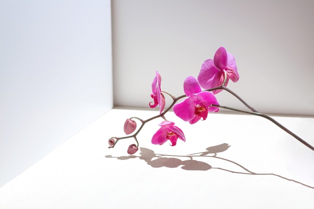 różowa orchidea na białym tle
