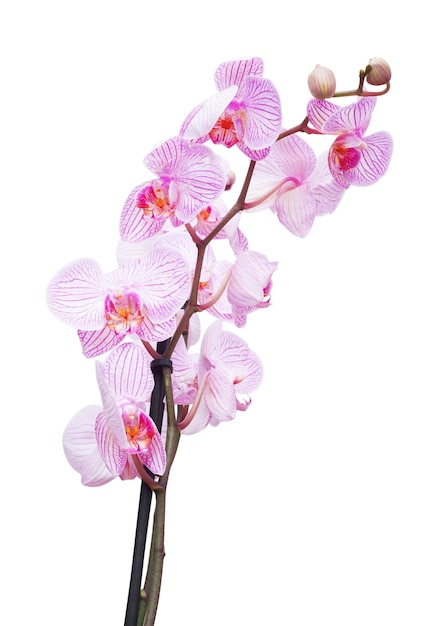 Różowa orchidea na białym tle