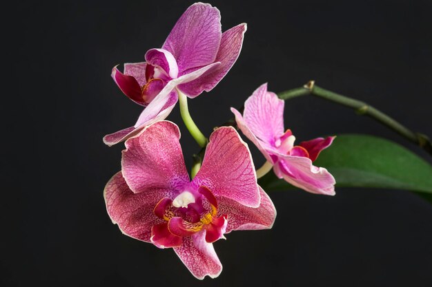 Różowa orchidea phalaenopsis zbliżenie kwiatów na czarnym tle