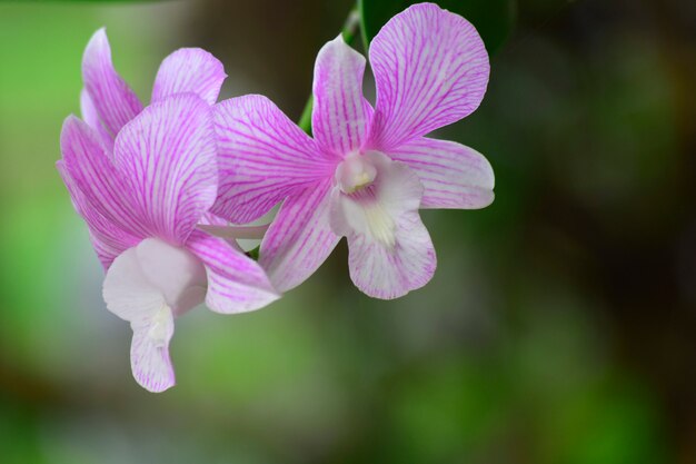 Różowa orchidea To piękny kolor na naturalnym tle