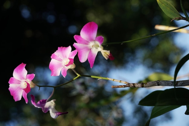 Zdjęcie różowa orchidea w lśniący poranek z rozmytym naturalnym tłem