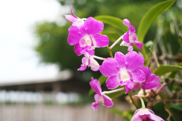 Różowa orchidea w ogródzie