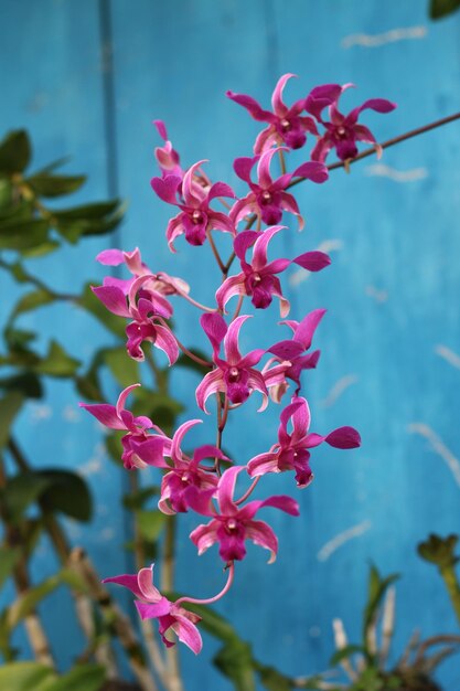 Zdjęcie różowa orchidea z niebieskim tłem