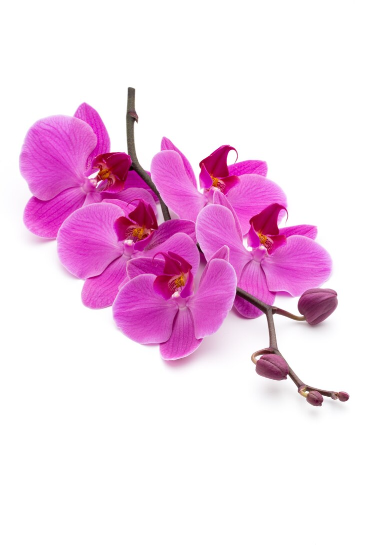 Zdjęcie różowa orchidea.
