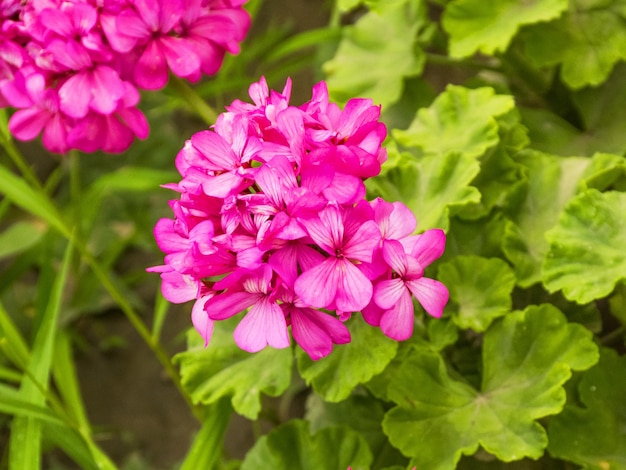 Różowa pelargonia rośnie w ogrodzie Kwitnąca pelargonia Piękny krzew ogrodowy Pachnąca pelargonia