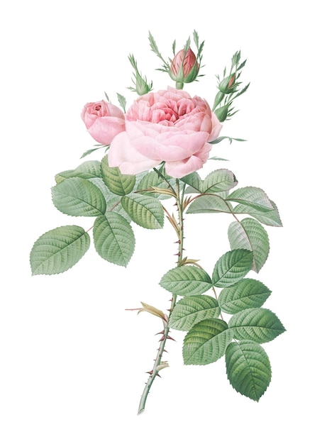 Różowa perfumy przezroczysta png