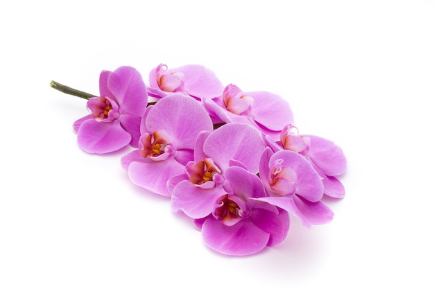 Różowa piękna orchidea na białej powierzchni.