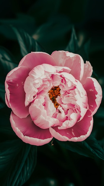 Różowa piónia świętuje Dzień Matki Wielkie przesłanie Vertical Mobile Wallpaper
