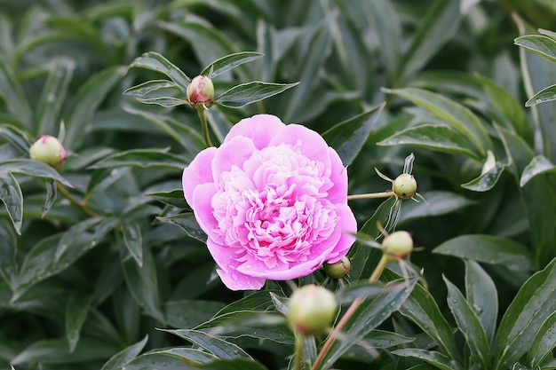 Różowa piwonia pachnące piękne kwiaty kwitnące w letnim ogrodzie. Paeonia zielna wieloletnia roślina ozdobna.