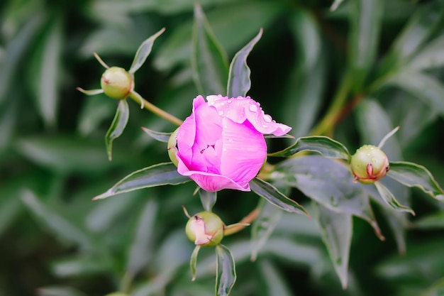 Różowa piwonia pachnące piękne kwiaty kwitnące w letnim ogrodzie. Paeonia zielna wieloletnia roślina ozdobna.