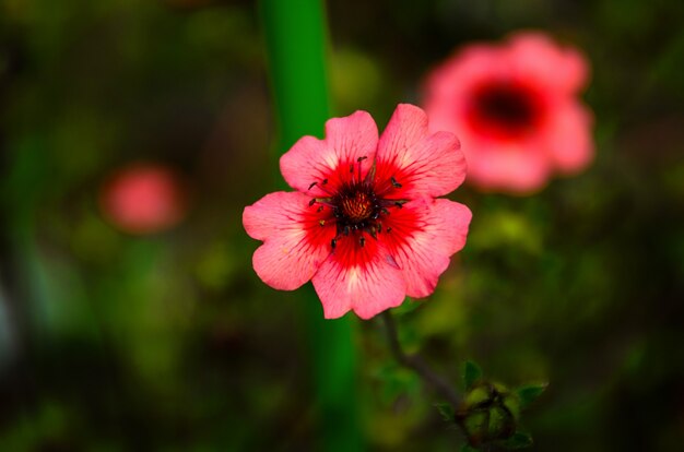 Różowa potentilla w letnim ogrodzie z bliska