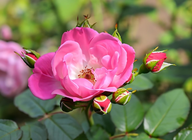 Różowa róża Bonica z pąkami w ogrodzie Idealna na tło kartek z życzeniami