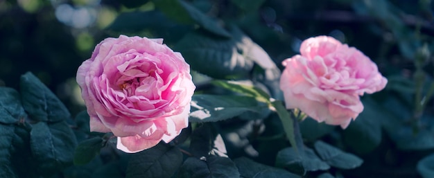 Różowa róża herbaty w zielonym letnim ogrodzie