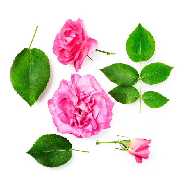 Zdjęcie różowa róża kolekcja kwiatów i liści na białym tle na białym tle ścieżki przycinającej zawarte. kompozycja kwiatowa. kwiatowy wzór. widok z góry, układ płaski