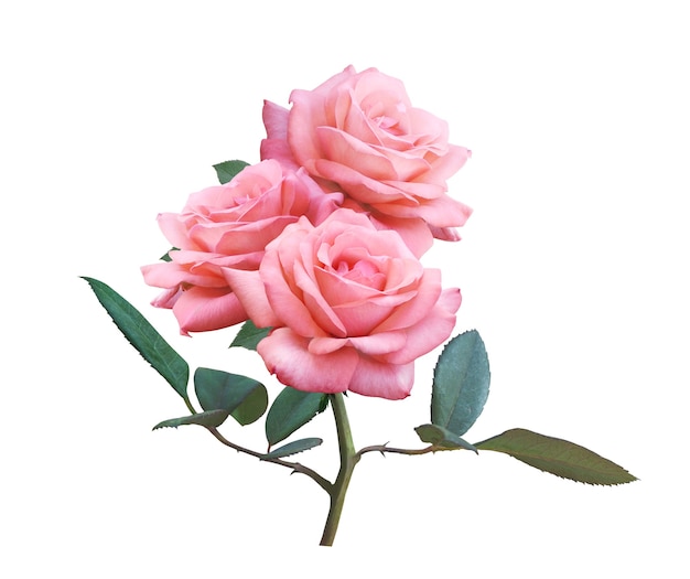 Różowa róża kwiaty na białym tle na białym tle na ślub miłości i Walentynki.