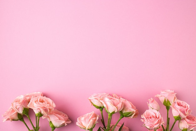 Różowa róża kwiaty na pastelowym różowym tle