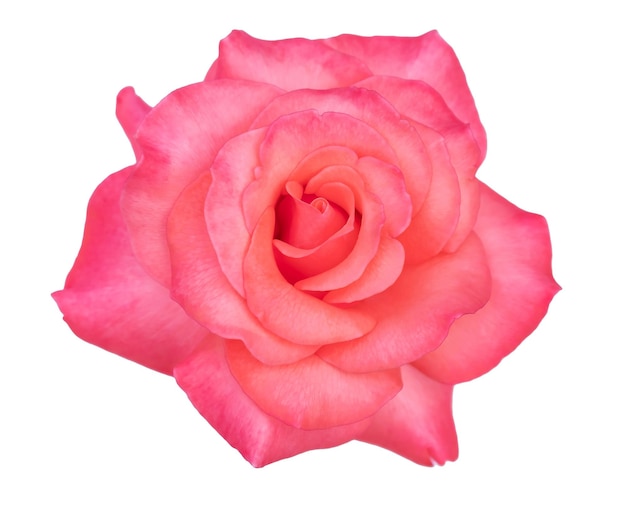 Różowa róża na białym tle ścieżka przycinająca zawiera romantyczny kwiat walentynki