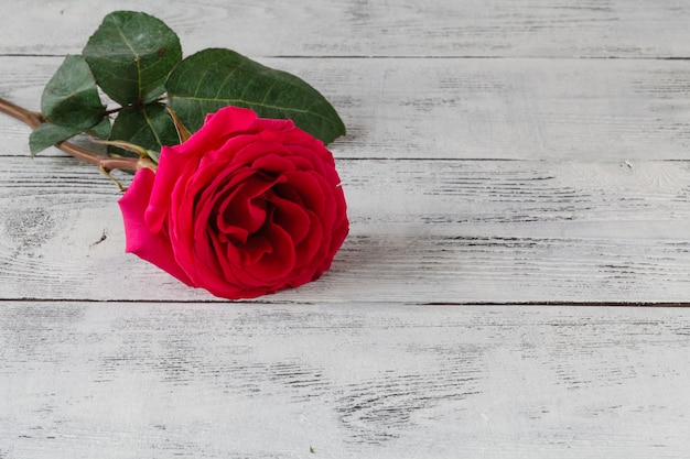Różowa róża na drewno z bliska