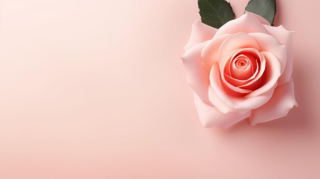 Różowa Róża na Różowym Tle