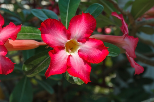 Różowa róża pustyni lub Impala Lily