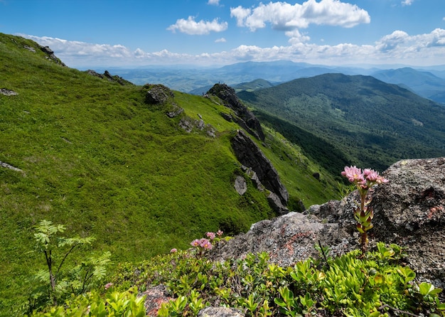 Różowa róża soczyste kwiaty na letnich skalistych zboczach górskich Pikuj Mountain Carpathian Ukraina