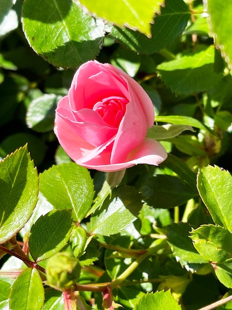 Zdjęcie różowa róża w kwiecie