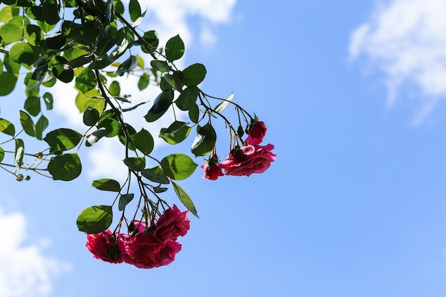 Zdjęcie różowa róża w ogrodzie botanicznym na tle nieba