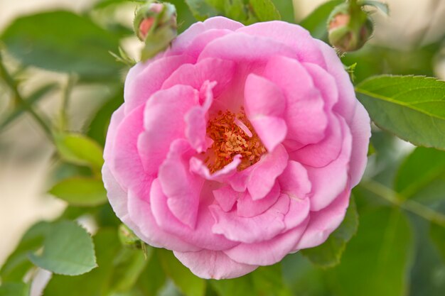 Różowa róża w ogrodzie