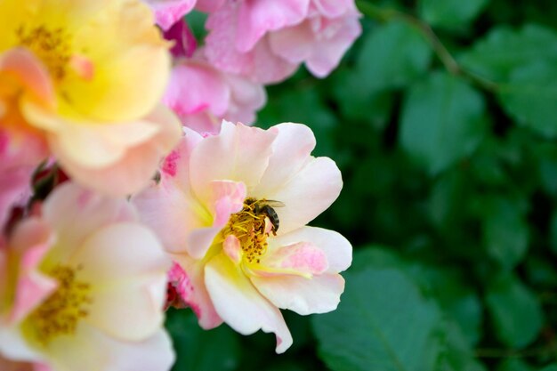 Różowa róża w pełnym rozkwicie. Beautiul różowy kwiat w ogrodzie. Zdjęcie wysokiej jakości