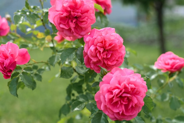Różowa róża wspinaczkowa rośnie w ogrodzie latem.