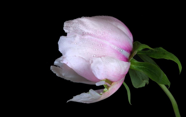 Różowa róża z kroplami wody