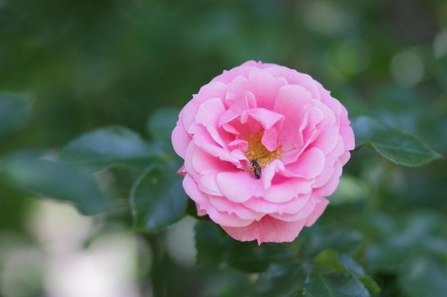 Różowa róża z żółtym środkiem i zielonymi liśćmi na rozmytym tle Wiosna lub lato kwiatowy tło Zbliżenie