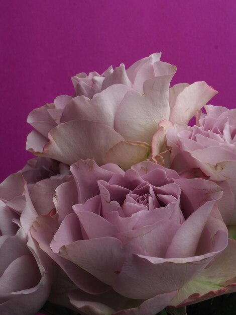 Różowa róża znajduje się w rogu fioletowego tła.
